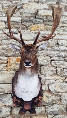 Fallow deer