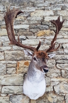 Fallow deer