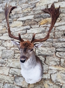 Fallow deer