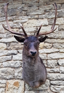 Fallow deer