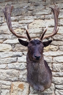 Fallow deer