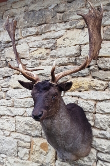 Fallow deer