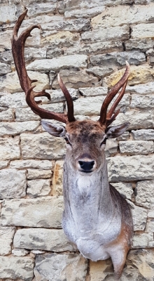 Fallow deer