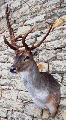 Fallow deer