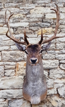 Fallow deer