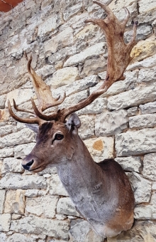 Fallow deer