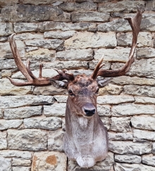 Fallow deer