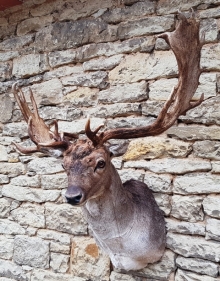 Fallow deer