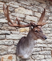 Fallow deer