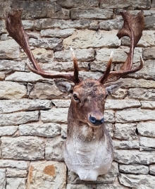 Fallow deer