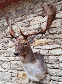 Fallow deer