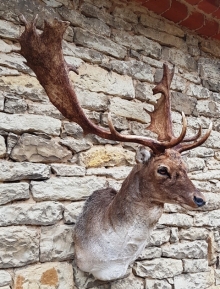 Fallow deer