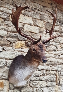 Fallow deer