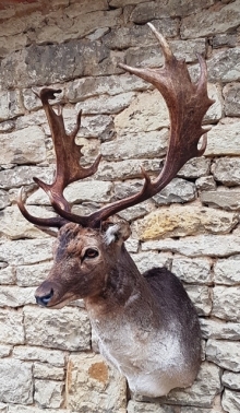 Fallow deer