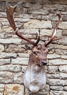 Fallow deer