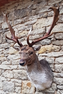 Fallow deer