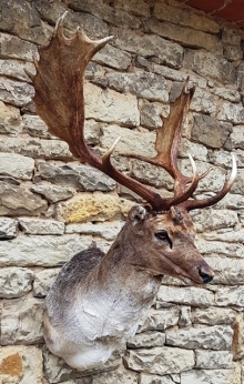 Fallow deer