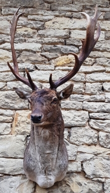 Fallow deer