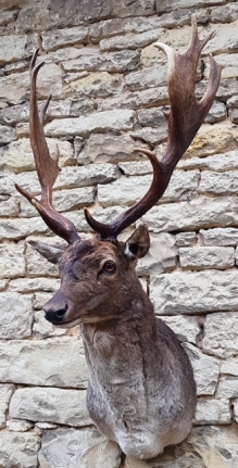 Fallow deer