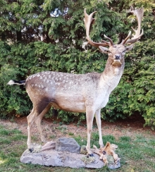 Fallow deer