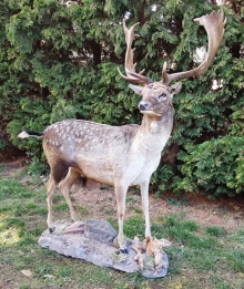 Fallow deer