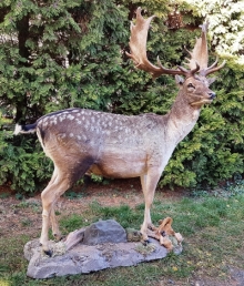 Fallow deer