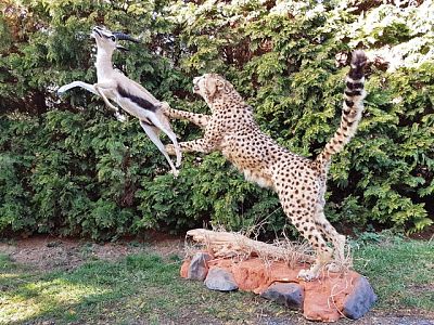 Gepard a gazela