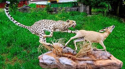 Gepard na lovu