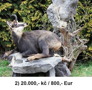 Kamzík / Chamois