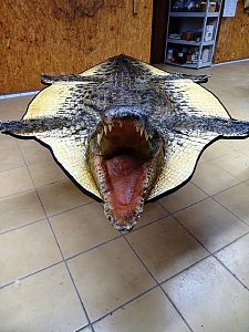 Krokodýl - předložka s hlavou