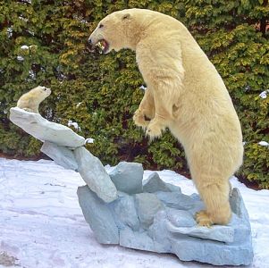 Lední medvěd a tulen