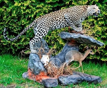Leopard a DIK DIK