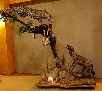 Leopard a hyena zápasí o kořist