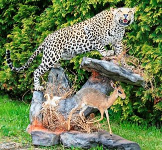 Leopard, Dik Dik
