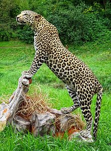 Leopard