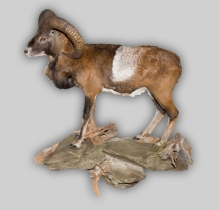 Mufflon