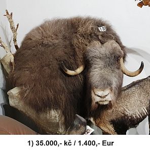 Pižmoň / Musk ox