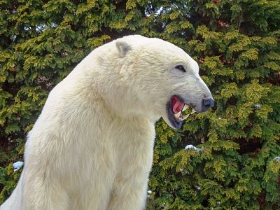Polární medvěd