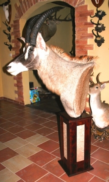 Preparace Antilopa koňská