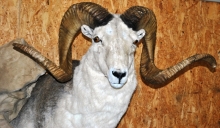 Preparace Argali