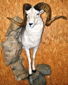 Preparace Argali