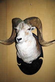 Preparace Argali