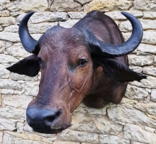 Preparace buvolí kráva