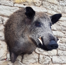 Preparace daněk