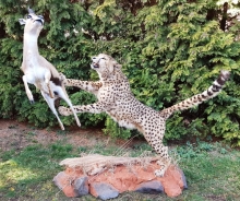 Preparace gepard a gazela Thompsonova