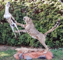 Preparace gepard a gazela Thompsonova