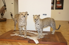 Preparace Gepard a leopard