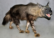 Preparace Hyena čabraková
