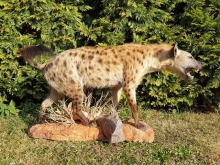 Preparace Hyena skvrnitá