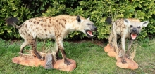 Preparace hyeny skvrnité